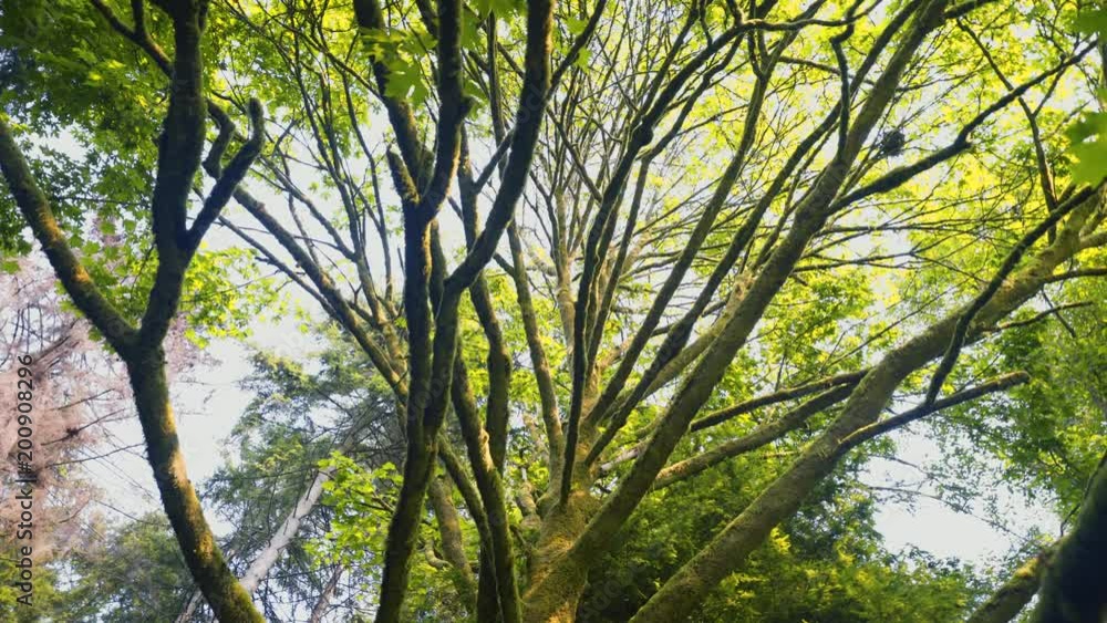 A slow left to right pan towards the sky under a large lush tree.