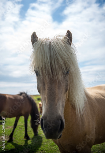 Close up of Icelandic horse in a pasture in Iceland © wjarek