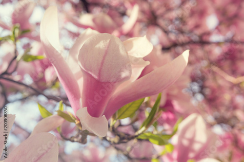 Fototapeta Naklejka Na Ścianę i Meble -  Spring background with pink magnolia flowers