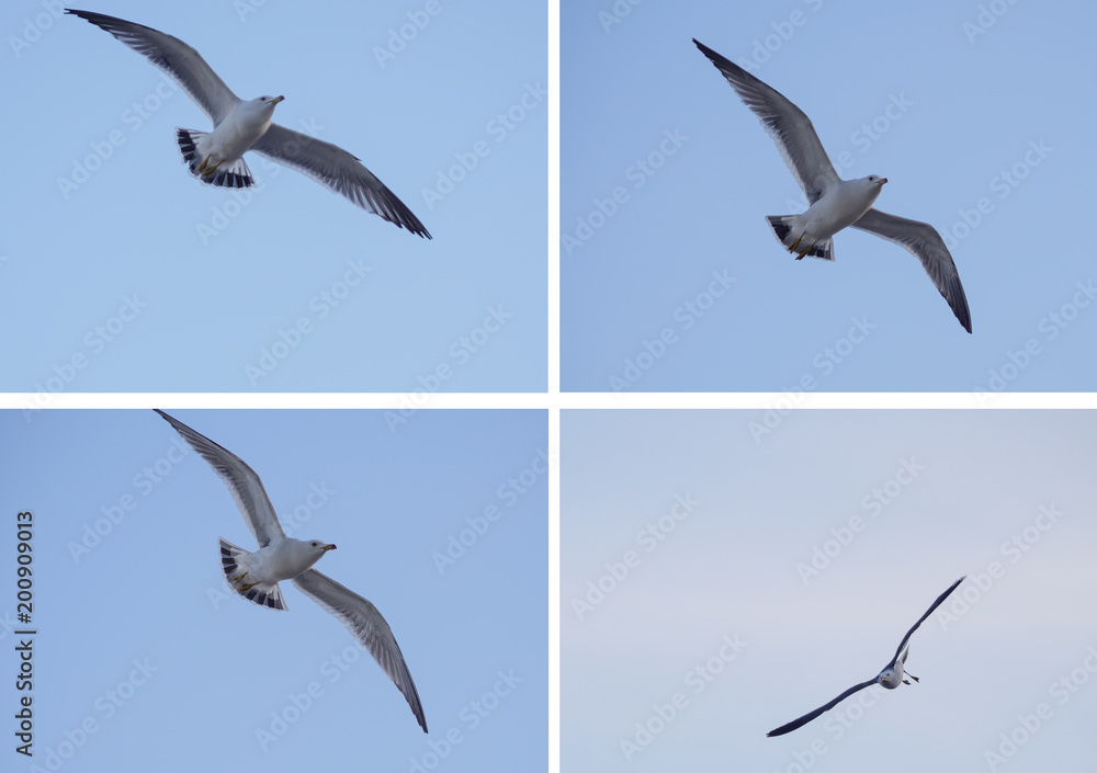 Obraz premium Flying seagull over sky - collection of four photo.