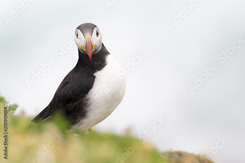 Atlantic Puffin (Fratercula arctica) in grass with shallow depth of field, looking at camera, Great Saltee, Saltee Island, Ireland.