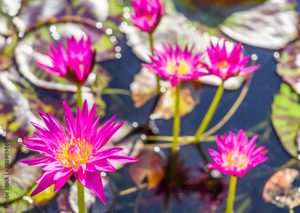 Obraz premium Pink lotus with yellow pollen in the pond.