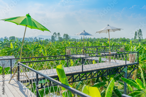 Banana tree plantation in garden in Kanchanaburi Thailand.