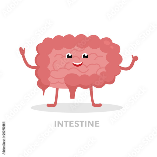 Strong healthy intestine cartoon character isolated on white background. Happy small and large intestines icon vector flat design. Healthy organ concept medical illustration.