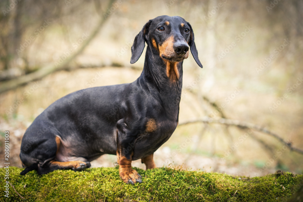 Beautiful dachshund, black and tan, in the forest in spring. Dog standing on the stump with moss