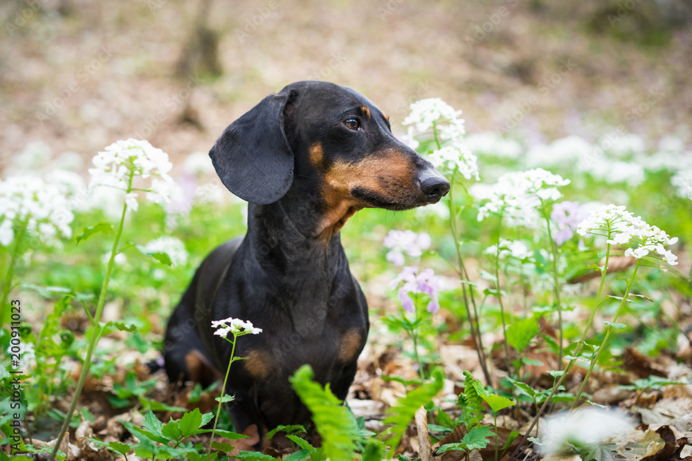 cute dog breed dachshund, black and tan, portrait on a background of white flowers in spring in forest cute dog breed dachshund, black and tan, portrait on a background of white flowers in spring in forest