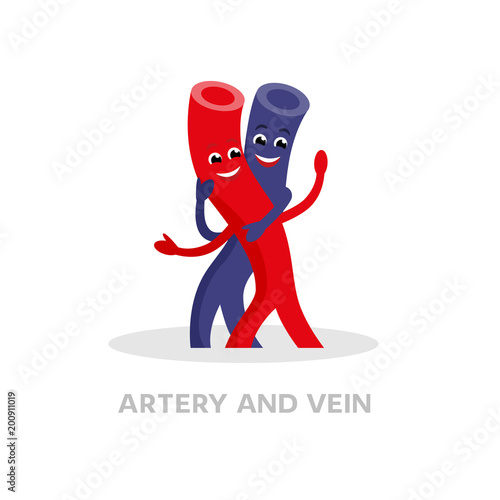 Healthy vein and artery cartoon character isolated on white background. Happy veins icon vector flat design. Healthy blood vessels concept medical illustration.