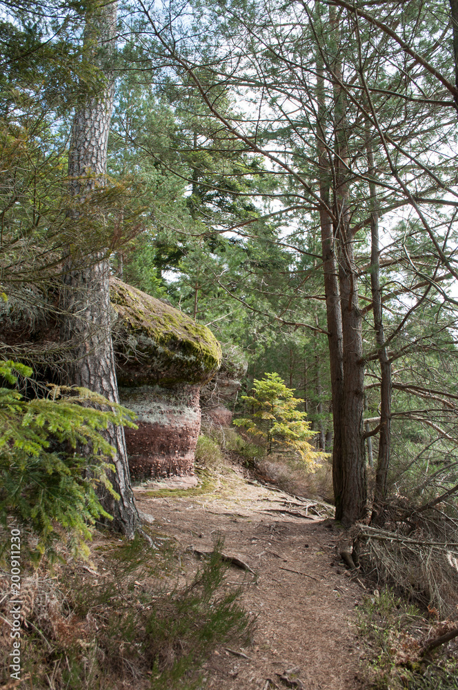 retail of narrow path for hiking in the forest retail of narrow path for hiking in the forest