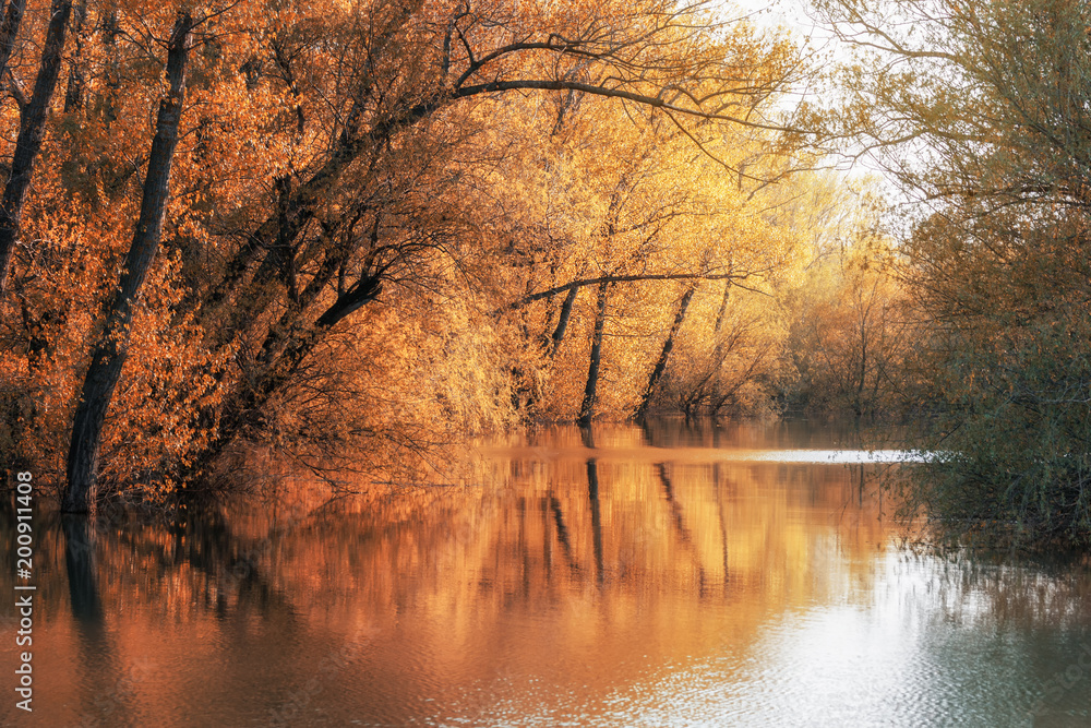Fototapeta premium Landscape of a forest in Danube river,Romania in autumn season