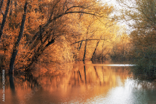 Landscape of a forest in Danube river Romania in autumn season