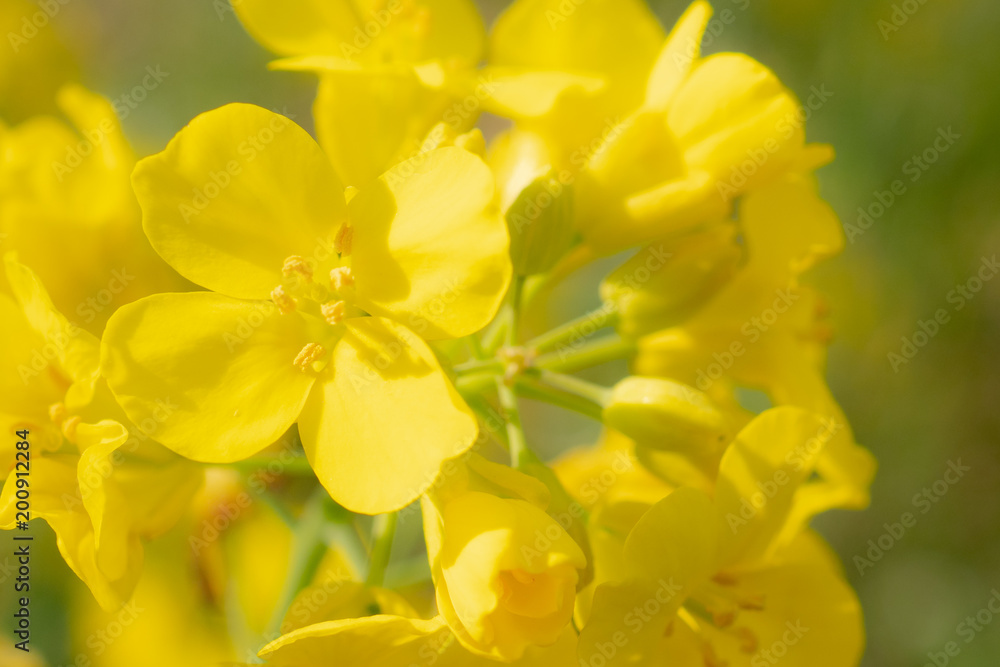 菜の花のマクロ