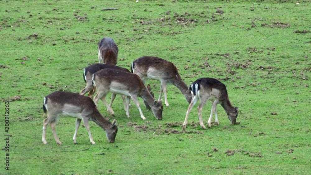 Fallow Deer (Dama dama) on a green pasture, Czech Republic. Beautiful fresh green grass. Deer in the nature habitat. Animal in the meadow. Wildlife scene in Europe. Fallow Deer (Dama dama) on a green pasture, Czech Republic. Beautiful fresh green grass. Deer in the nature habitat. Animal in the meadow. Wildlife scene in Europe.
