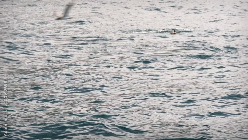 Dolphin in the sea off the coast of the Canary Islands Dolphin in the sea off the coast of the Canary Islands