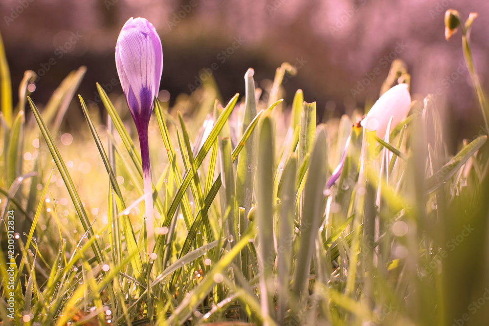 spring flowers of crocus on green grass with dew
