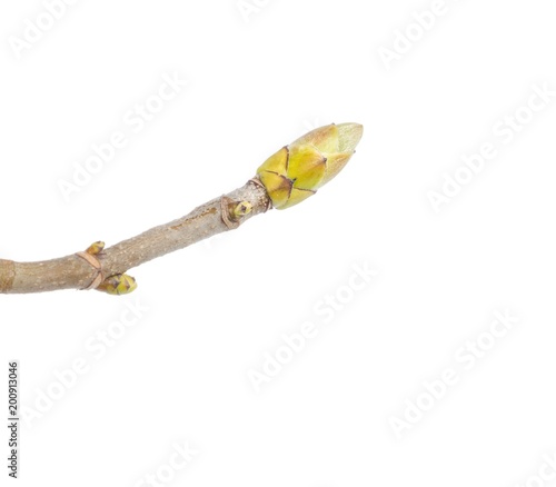 Maple bud on white photo