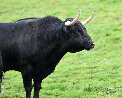 bull in green landcape in spain