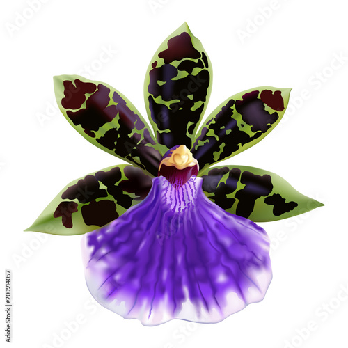 Orchid flower, Zygopetalum hybrid.
Realistic vector illustration of a fragrant tropical orchid with waxy, dark brown, purple, green, white striped petals on white background.
