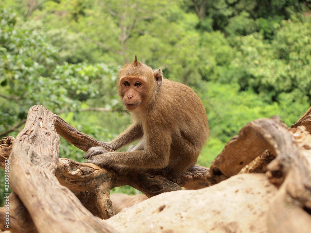 monkey siting on the branch tree close up. monkey siting on the branch tree close up.