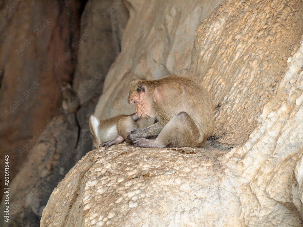 monkey is sitting on the stone