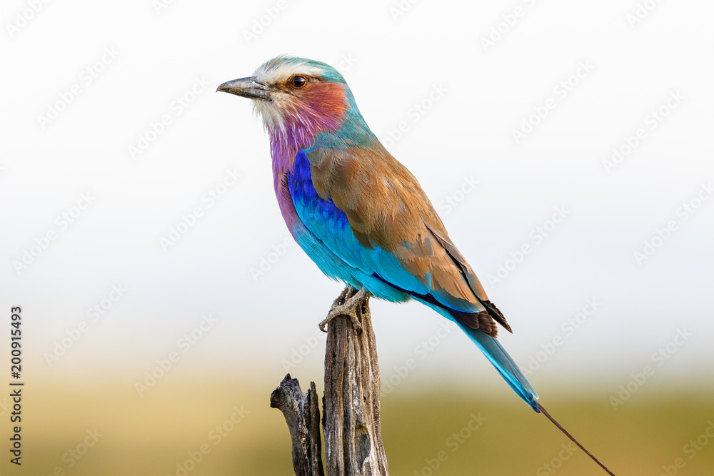 Fototapeta premium Colorful plumage of a Lilac-breasted roller