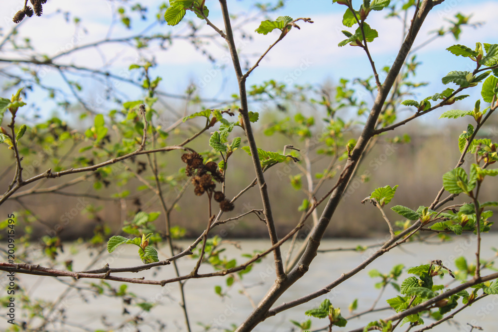 Fototapeta premium The first spring gentle leaves, buds and branches macro background.
