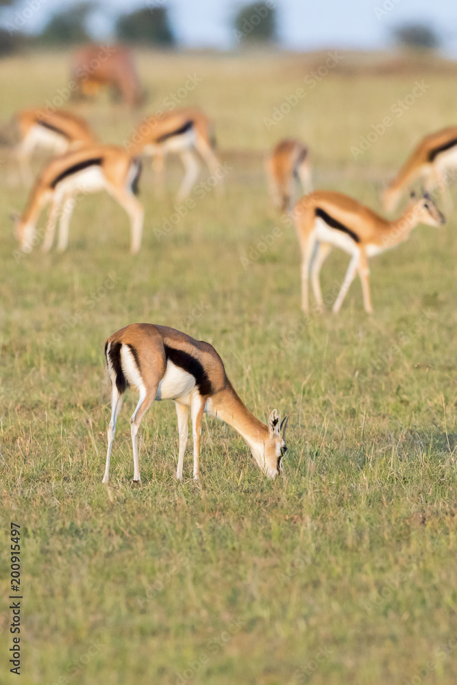 Grazing herd of Thomson's gazelles on the Africans savanna Grazing herd of Thomson's gazelles on the Africans savanna