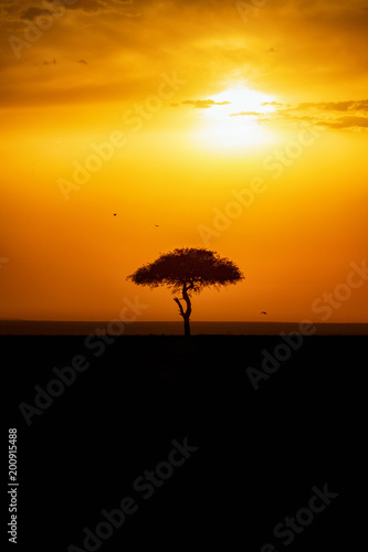 Sunset with a single tree in silhouette