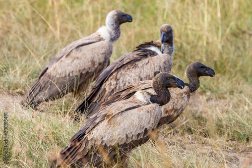 Flock with White-backed vulture sitting on the ground at the savanna