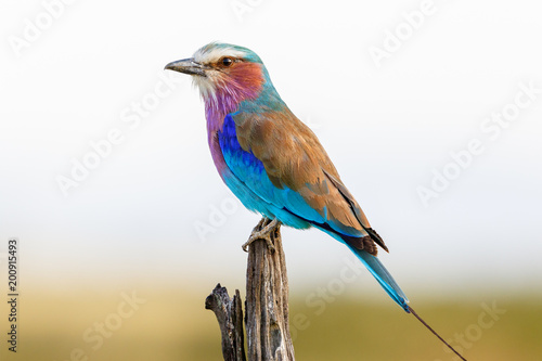 Colorful plumage of a Lilac-breasted roller © Lars Johansson