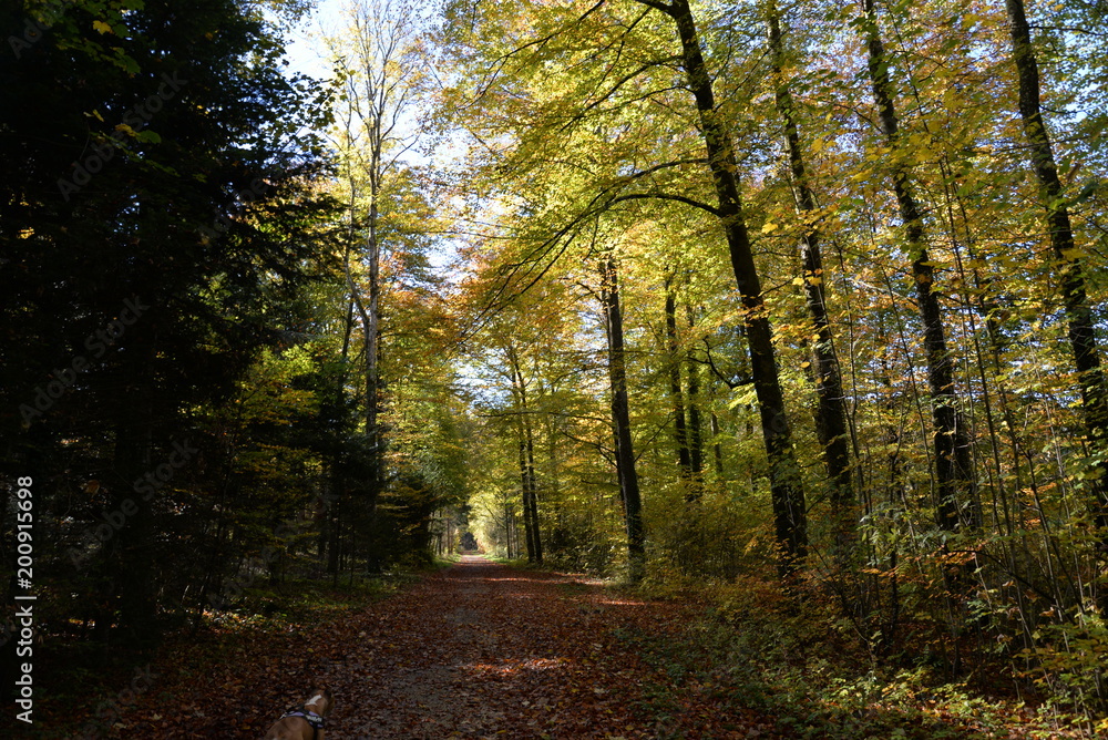 Fototapeta premium jesień