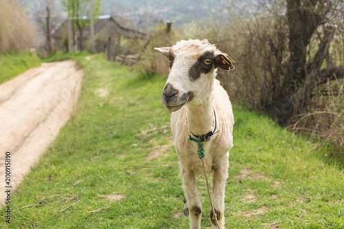 Sheep and goats graze on green grass in spring 