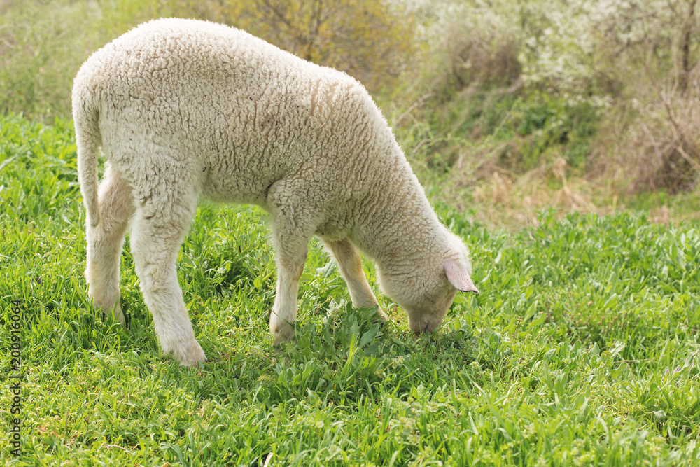 Obraz premium Sheep and goats graze on green grass in spring 