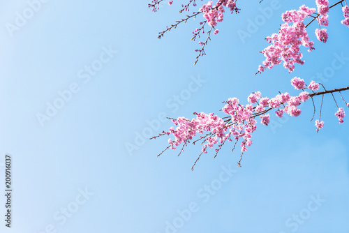 Sakura or Cherry blossom in vintage style background