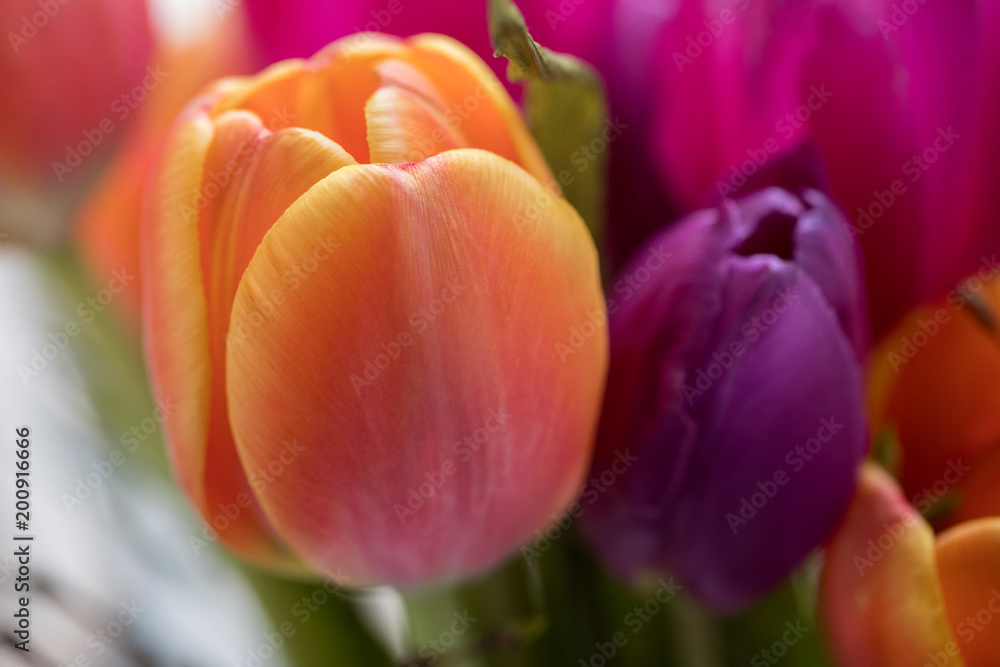 Fototapeta premium Bukiet tulipanów w kolorze pomarańczowym i fioletowym z detalami