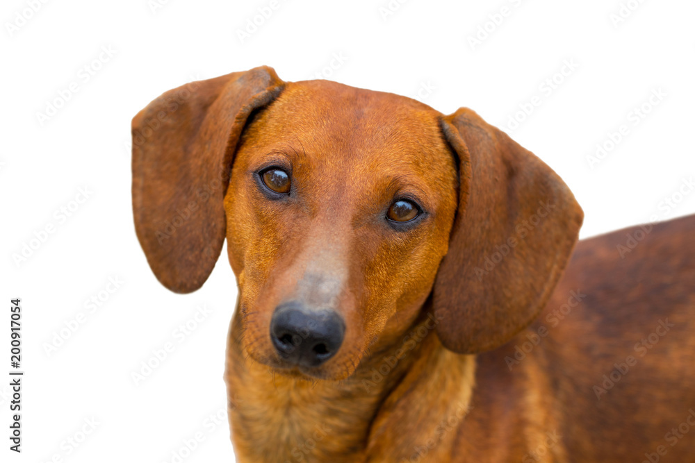 Small dachshund dog on a white background