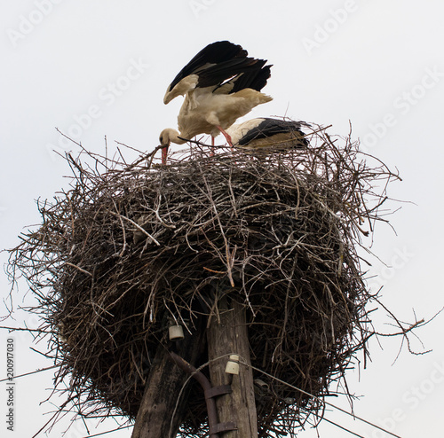 Stork standing in its nest in warm weather photo