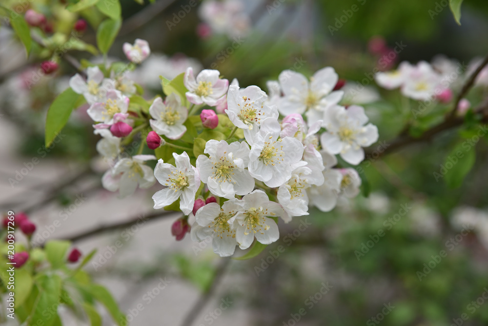 Cerisier en feurs au printemps Cerisier en feurs au printemps