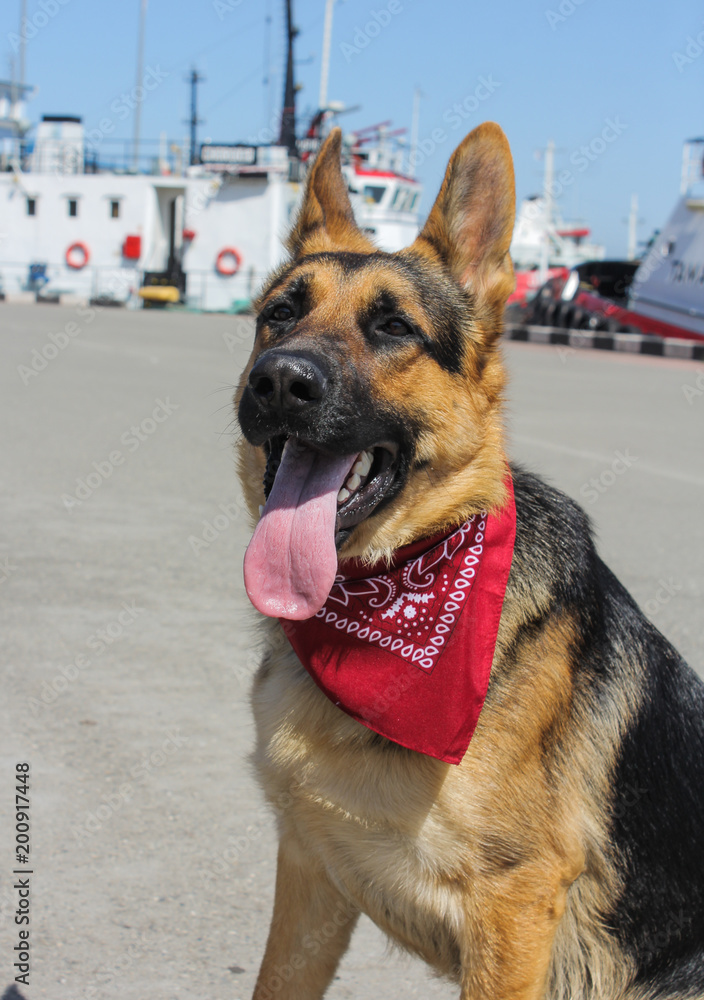 German shepherd wearing bandana clearance