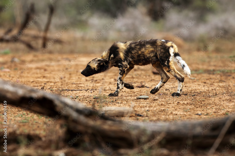 The African wild dog (Lycaon pictus), also known as African hunting or African painted dog, painted hunting dog or painted wolf,young dog separated from the pack. Puppy is approaching a pride. The African wild dog (Lycaon pictus), also known as African hunting or African painted dog, painted hunting dog or painted wolf,young dog separated from the pack. Puppy is approaching a pride.
