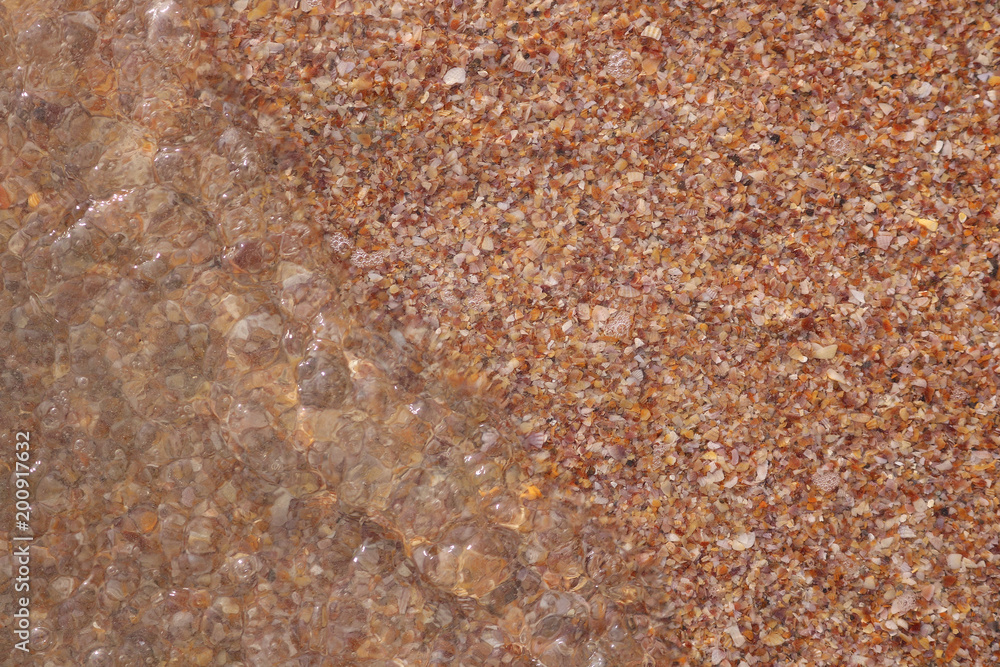 background of seashells with brine background of seashells with brine