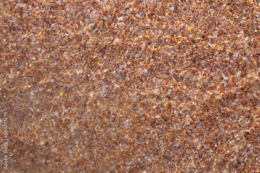 background of seashells with brine background of seashells with brine