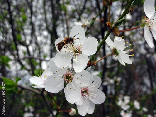 Bee pollinating fruit trees, April 2018, Germany