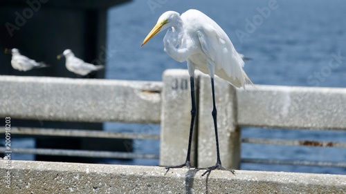 Reiher, Graureiher, Silberreiher photo