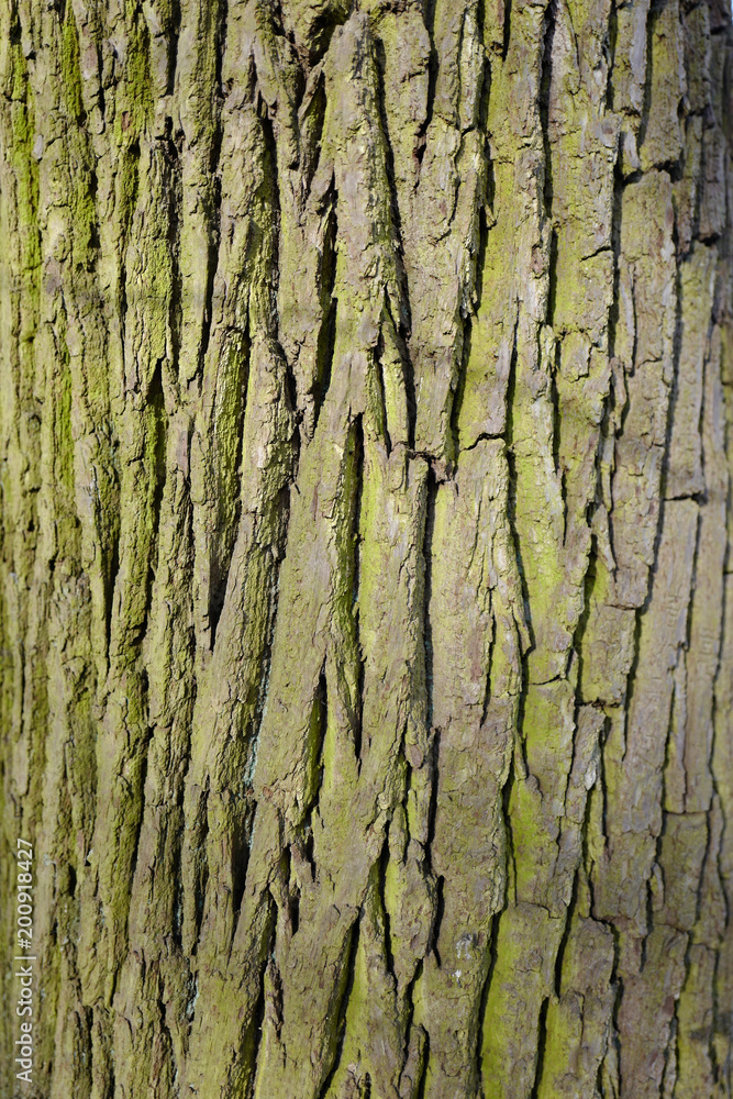écorce (verticale) écorce (verticale)