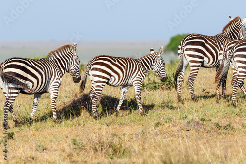Zebras with a foal on the savannah in the Masai Mara National Reserve