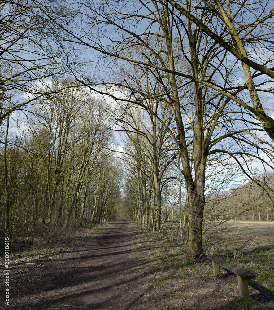 paysage foret