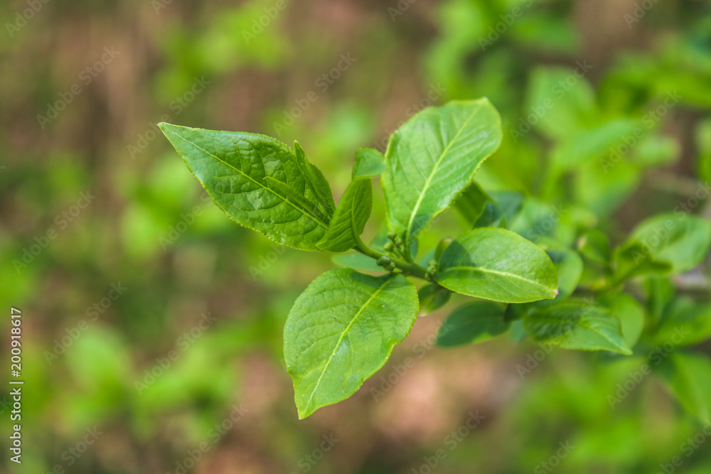 The first spring gentle leaves, buds and branches macro background.