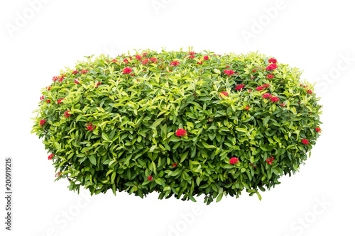 Fototapeta Naklejka Na Ścianę i Meble -  flower bush tree isolated with clipping path