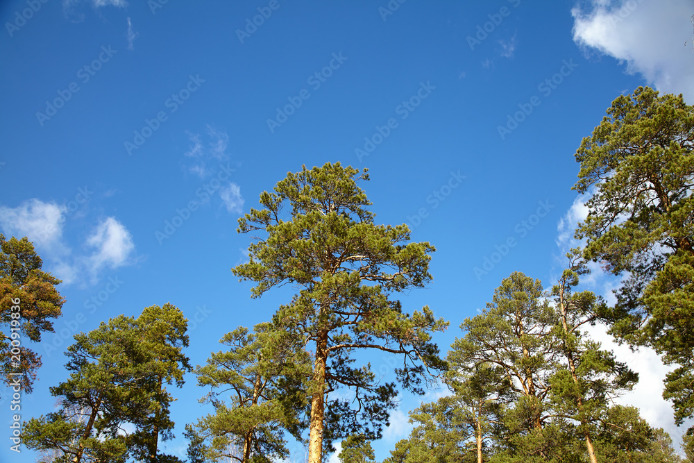 Obraz premium pine forest tops