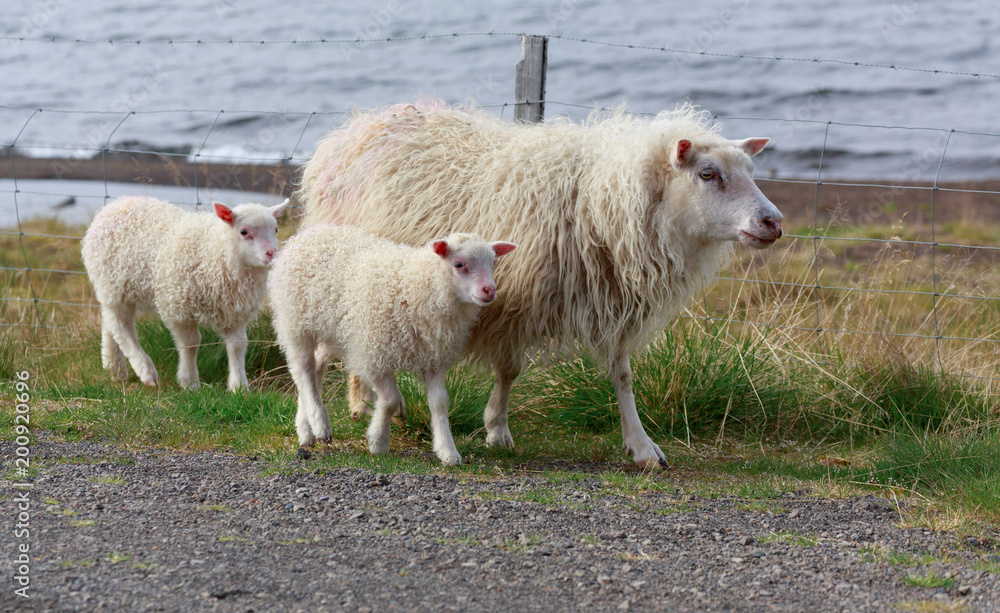 Fototapeta premium Lambs on the road